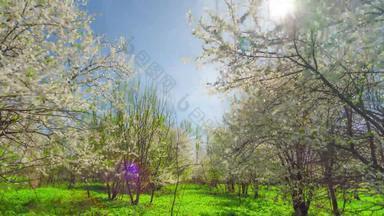 春天花园樱桃花朵太阳倾斜延时摄影